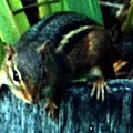 Eastern Chipmunk.jpg