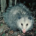 opossum11.jpg