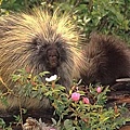 porcupine1.jpg