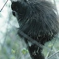 porcupine6.jpg