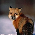 redfox3.jpg