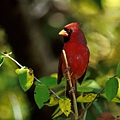 cardinal2.jpg