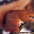 European Red Squirrel.jpg