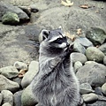 raccoon9.jpg