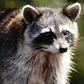 raccoon11.jpg