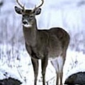 White-tailed Deer.jpg