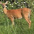 whitetaileddeer1.jpg