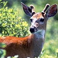 whitetaileddeer3.jpg