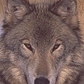 wolf036b.jpg