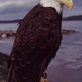 American Bald Eagle.jpg