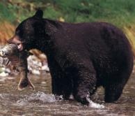 American Black Bear.jpg