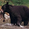 American Black Bear.jpg