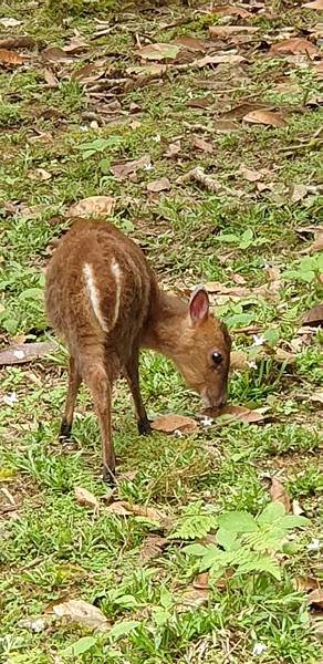 10943員山公園、福山植物園、廣食堂_201225_7.jpg