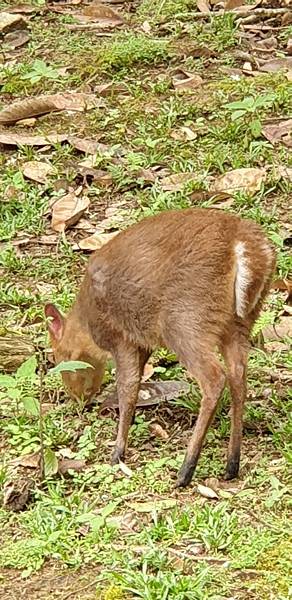 10943員山公園、福山植物園、廣食堂_201225_5.jpg