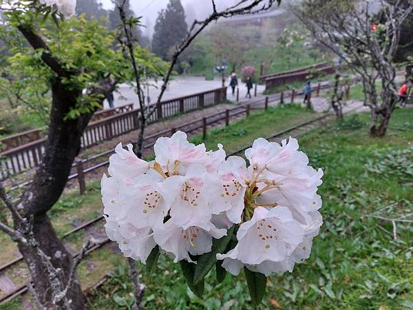 20220410神阿縱走（對高岳、祝山、小笠原山）_220411_26.jpg