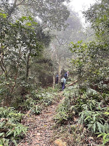 苗栗三員縱走►客家大院賞桐花►苗栗可靠火車接駁入門郊山縱走路