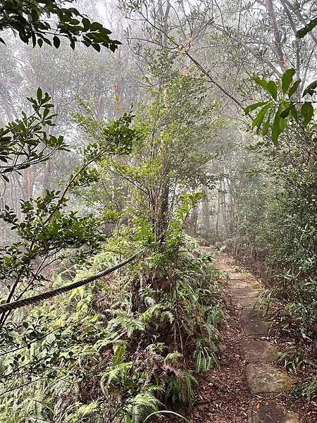 苗栗三員縱走►客家大院賞桐花►苗栗可靠火車接駁入門郊山縱走路