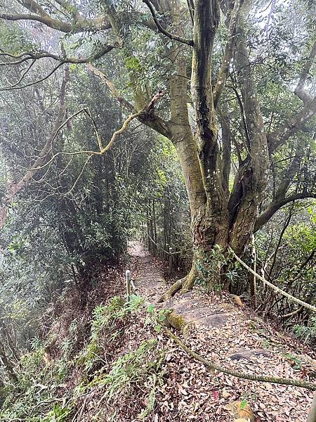 苗栗三員縱走►客家大院賞桐花►苗栗可靠火車接駁入門郊山縱走路