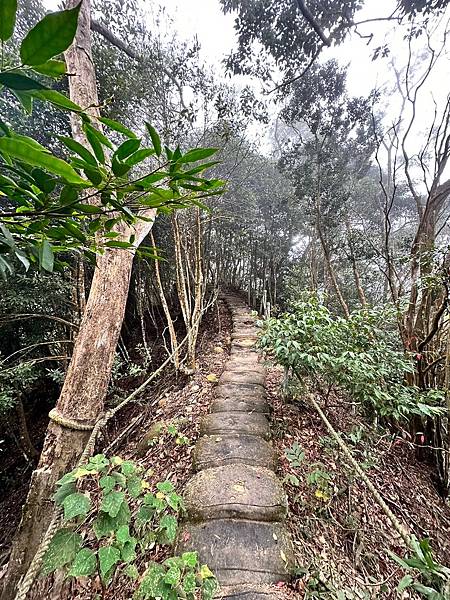 苗栗三員縱走►客家大院賞桐花►苗栗可靠火車接駁入門郊山縱走路