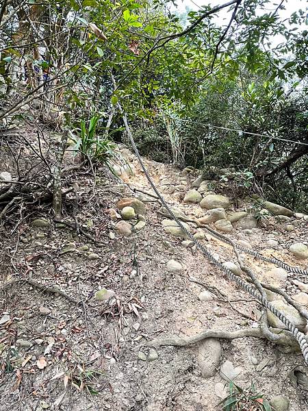 苗栗三員縱走►客家大院賞桐花►苗栗可靠火車接駁入門郊山縱走路