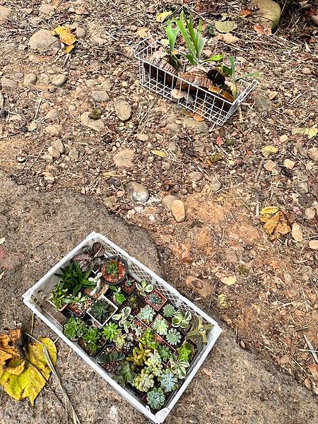 苗栗三員縱走►客家大院賞桐花►苗栗可靠火車接駁入門郊山縱走路