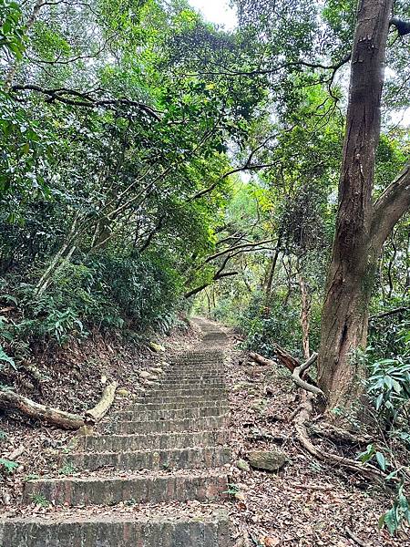 苗栗三員縱走►客家大院賞桐花►苗栗可靠火車接駁入門郊山縱走路