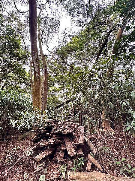 苗栗三員縱走►客家大院賞桐花►苗栗可靠火車接駁入門郊山縱走路