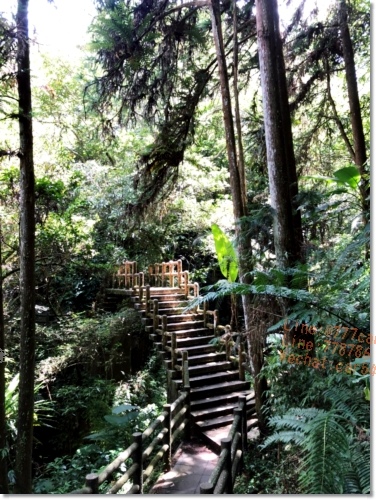 嘉義梅山必遊景點》仙人堀步道秘境》阿里山國家風景區》自然生態