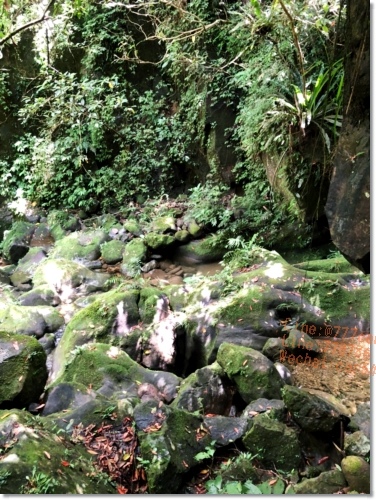 嘉義梅山必遊景點》仙人堀步道秘境》阿里山國家風景區》自然生態