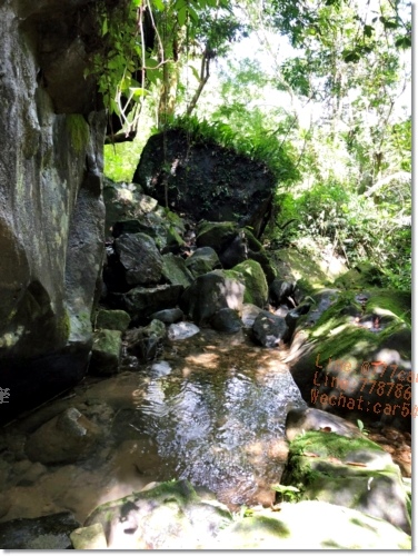 嘉義梅山必遊景點》仙人堀步道秘境》阿里山國家風景區》自然生態