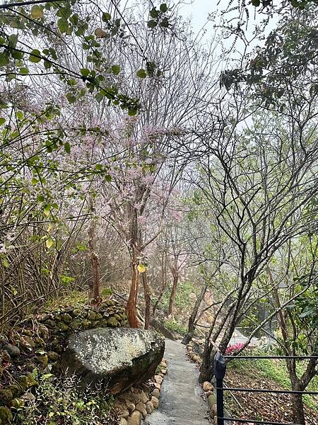 台灣的社區花園│ 南投中寮「粉紅山丘」瑰蜜甜心玫瑰園│ 麝香