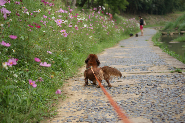 大溝溪跳跳虎大集合2010-0515(047).jpg