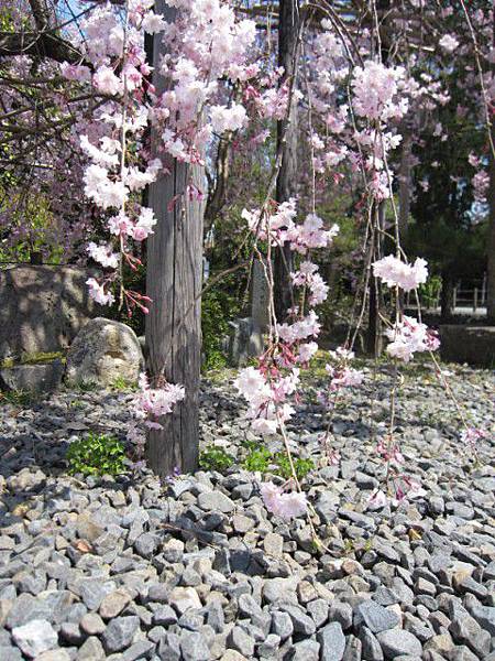 它都長到地上去了