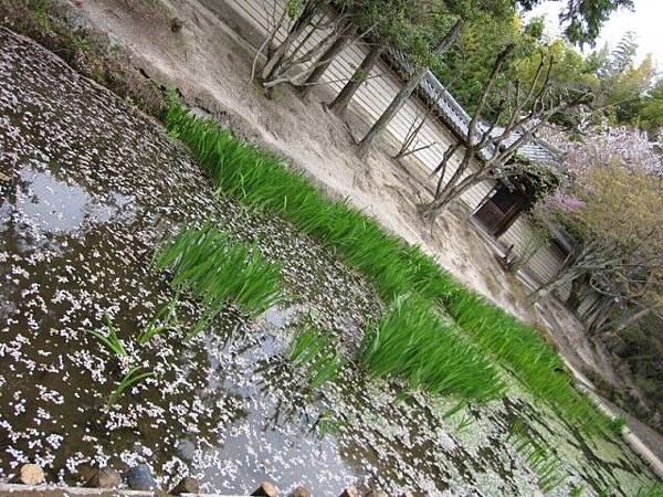 是在植水稻嗎