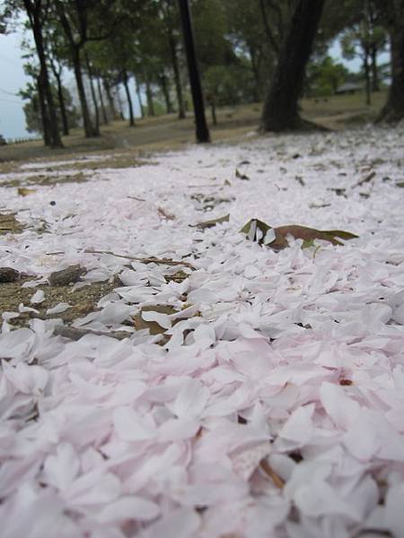 挖~櫻花瓣地毯