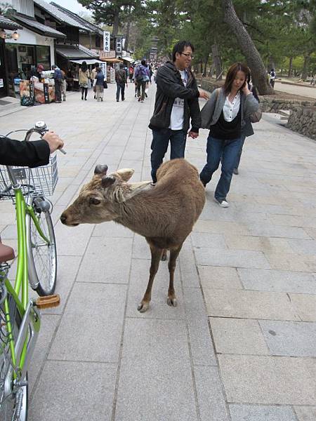 前往東大寺途中