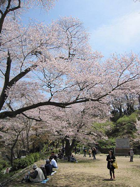 有櫻花就能隨地野餐