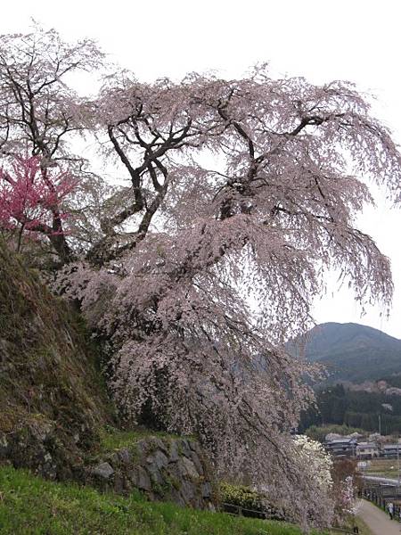 因在本鄉地區,又稱「本郷の瀧桜」