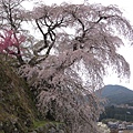 因在本鄉地區,又稱「本郷の瀧桜」