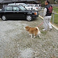 在奈良這發現狗狗的機率不高耶