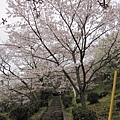 階梯旁也是有許多的櫻花樹