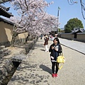 有一整排街道的櫻花樹