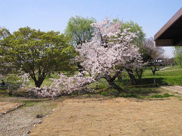 這顆櫻花樹都要長到地上去了