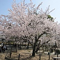 茶水區外就是一圈的櫻花樹