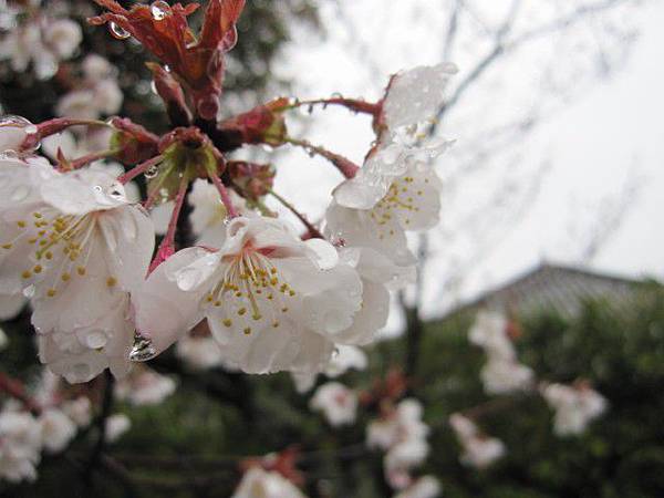 有雨滴也很有FU