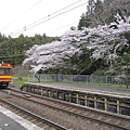 攝影迷是不是很愛櫻花跟火車的結合阿