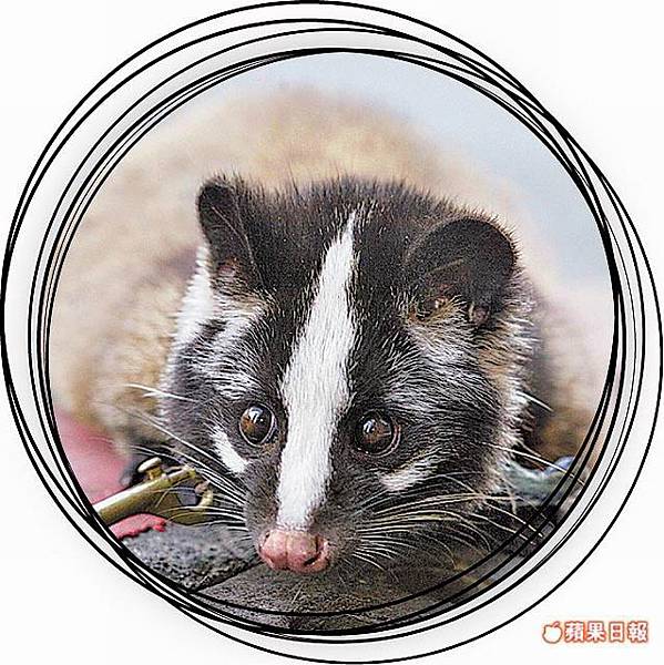 [彩妆] 巨星最爱的白鼻心底妆