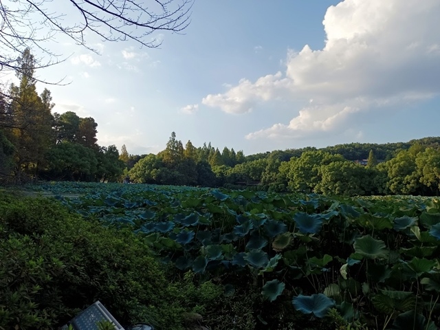 出門去上海 - 麯院風荷