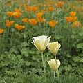 California Poppy.jpg