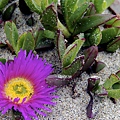 Ice Plant on California Coast.jpg